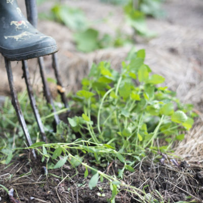 A person digging into the ground with a fork