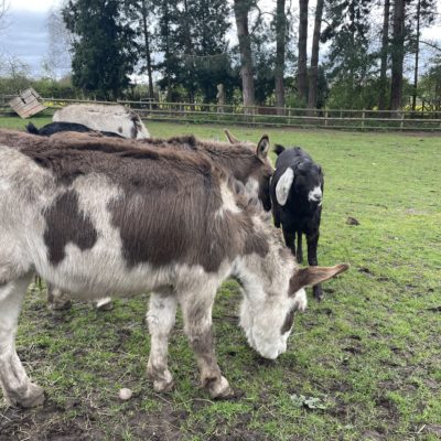 Grey donkeys grazing on grass in a field