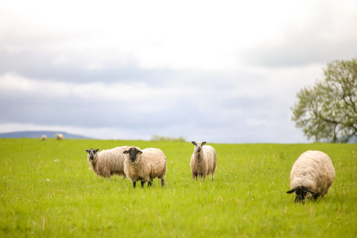 Sheep in a field