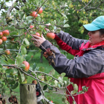 A person we support outside picking apples from an apple tree