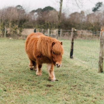 A brown pony