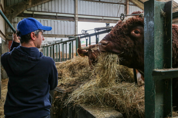 Someone feeding a cow hay