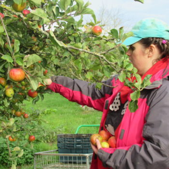 A person we support outside picking apples from an apple tree