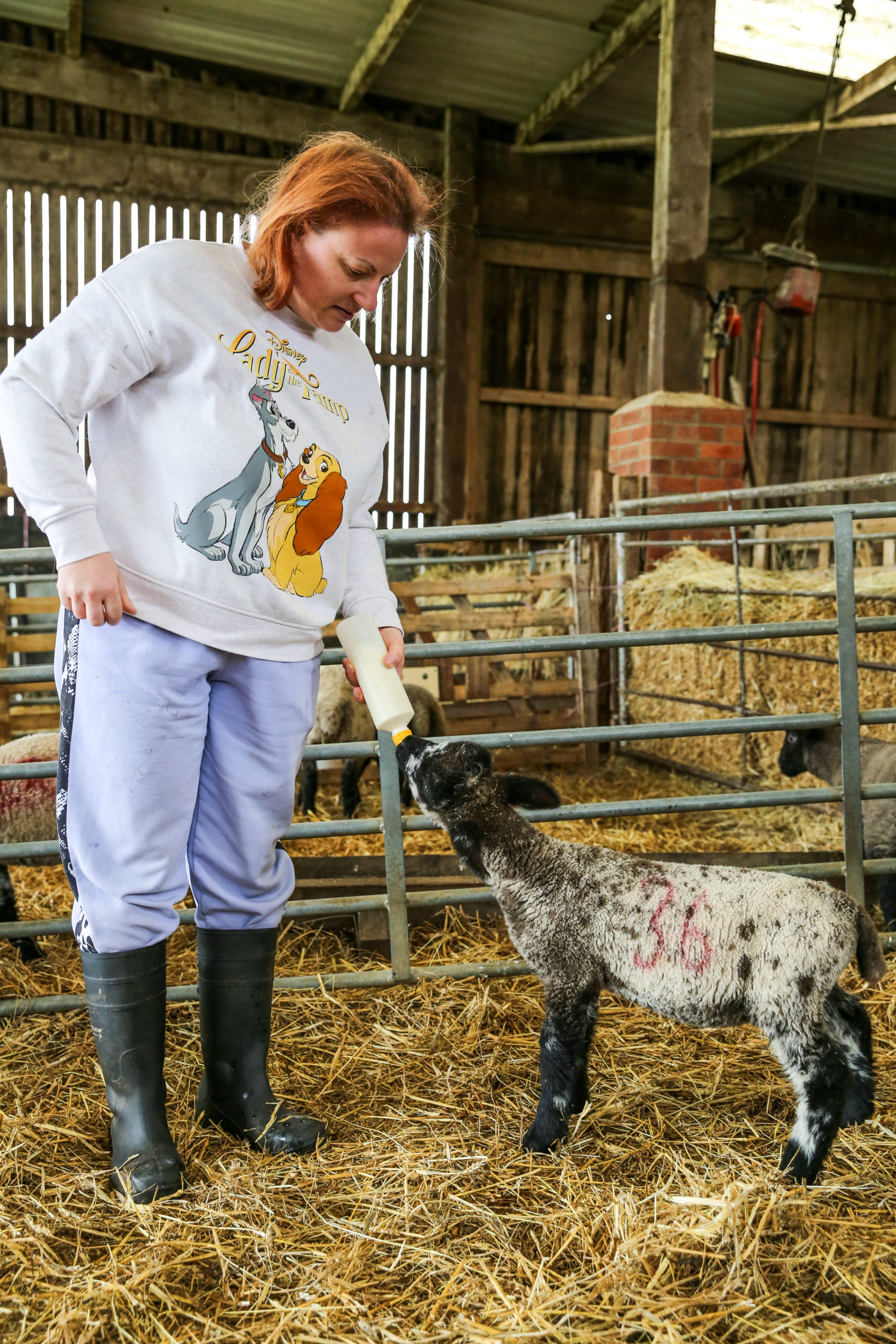 A person we support in one of our farm barns feeding a lamb milk in a bottle