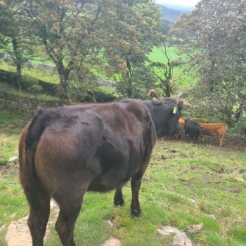 A cow in Yorkshire